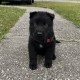 Nevill Howlbottom - Male - Blue Collar