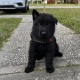 Hairy Pawter - Male - Gold Collar