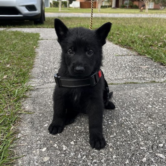 Ginnipup Beastly - Female - Orange Collar