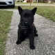 Ginnipup Beastly - Female - Orange Collar