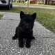 Herpup Granger - Female - Pink Collar