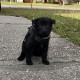 Luna Woofgood - Female - Yellow Collar