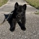Nevill Howlbottom - Male - Blue Collar