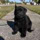 Hairy Pawter - Male - Gold Collar