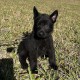 Ginnipup Beastly - Female - Orange Collar