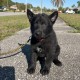 Herpup Granger - Female - Pink Collar
