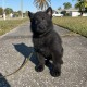 Rawn Beastly- Male - Tan Collar