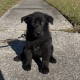 Luna Woofgood - Female - Yellow Collar