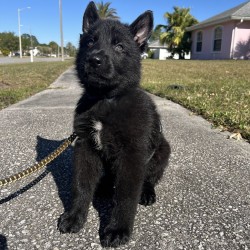 Nevill Howlbottom - Male - Blue Collar