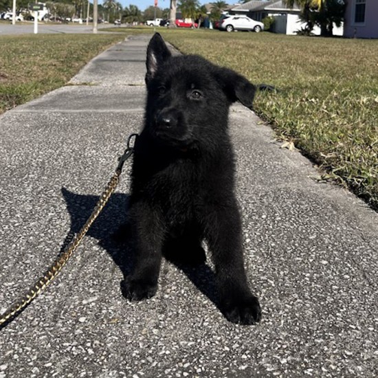 Hairy Pawter - Male - Gold Collar