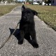 Hairy Pawter - Male - Gold Collar