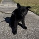 Ginnipup Beastly - Female - Orange Collar