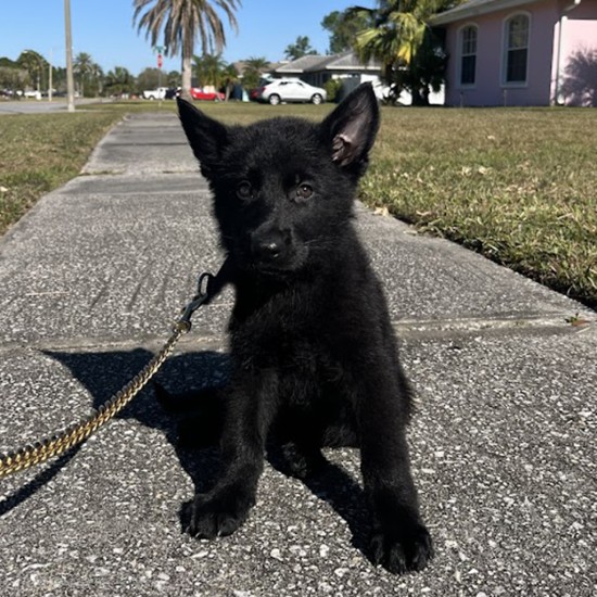 Herpup Granger - Female - Pink Collar