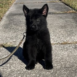 Rawn Beastly- Male - Tan Collar