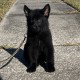 Rawn Beastly- Male - Tan Collar