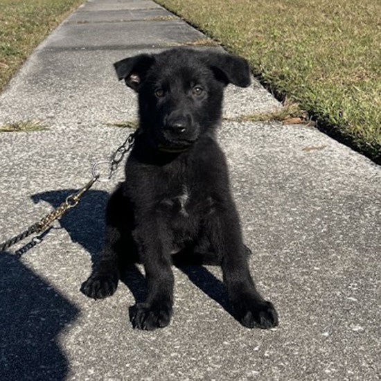 Luna Woofgood - Female - Yellow Collar