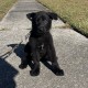 Luna Woofgood - Female - Yellow Collar
