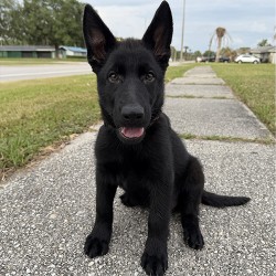 Aramis Male Green Collar