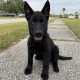Aramis Male Green Collar