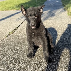 Porthos Male Blue Collar