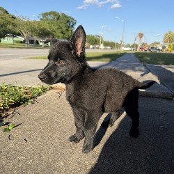 Aramis Male Green Collar