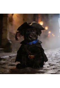 Litter 09 Midnight and Shadow