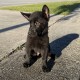 Athos Male Tan Collar